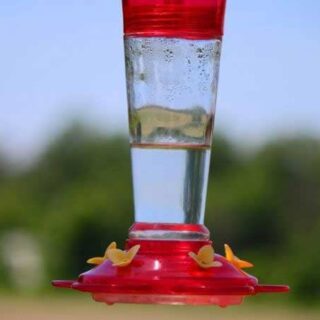 hummingbird feeder