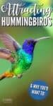 flying hummingbird with blue head