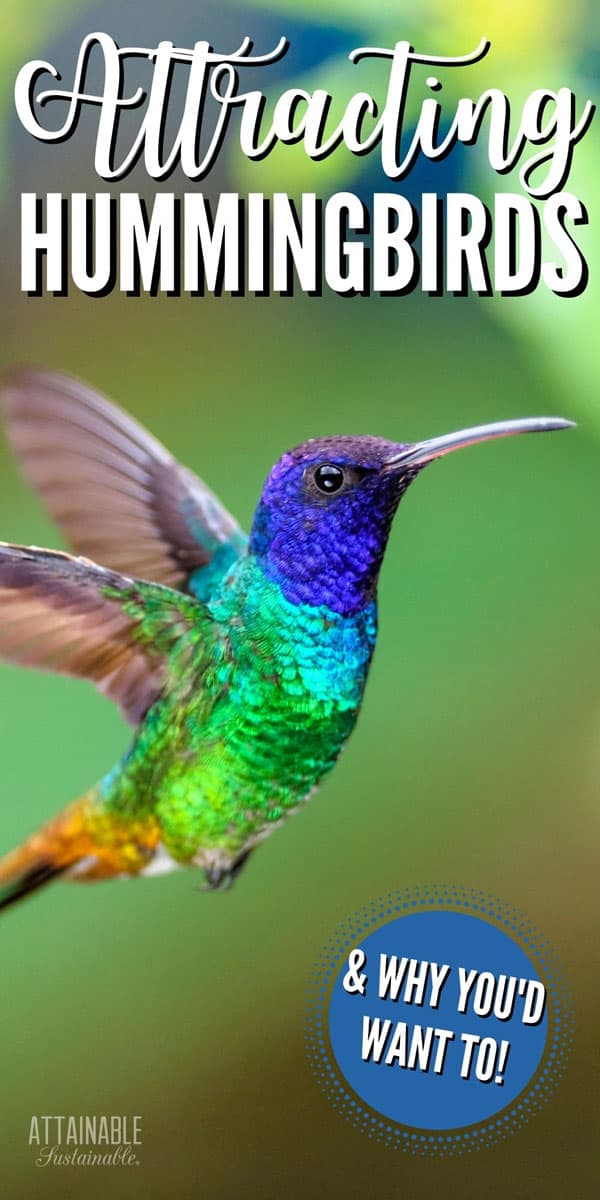 flying hummingbird with blue head