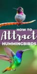 hummingbirds - one sitting, one flying