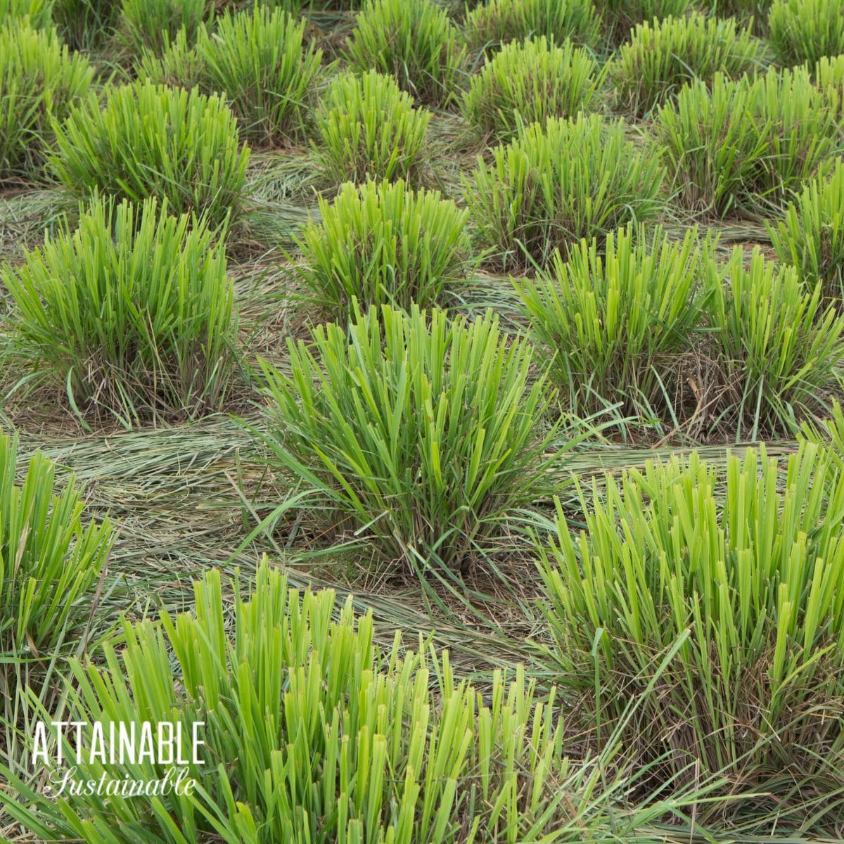 lemon grass plants after harvest.