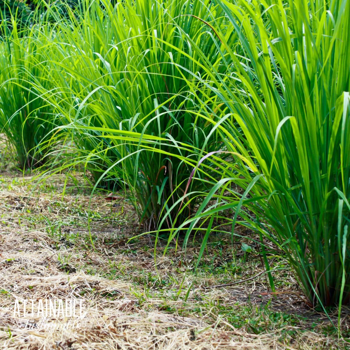 lemongrass plants in the ground.