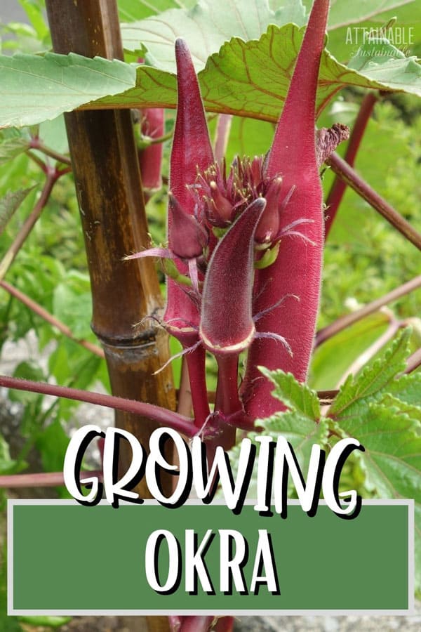 red okra on a green plant