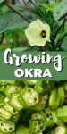 yellow blossom, sliced okra