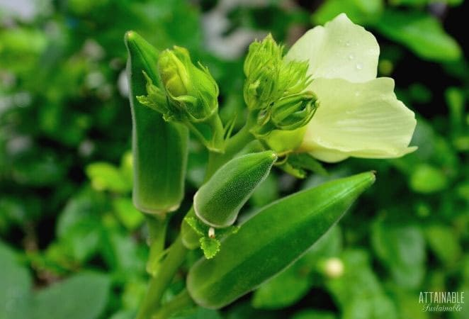 green okra pods on a plant