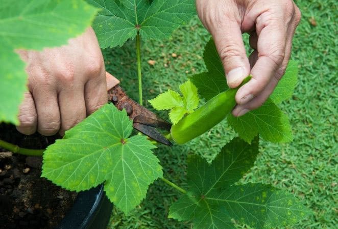 male hands harvesting okra