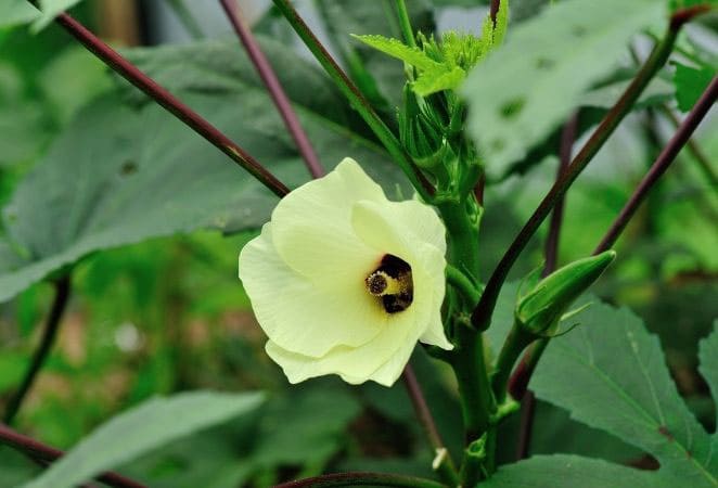 yellow okra flower on a green plant.