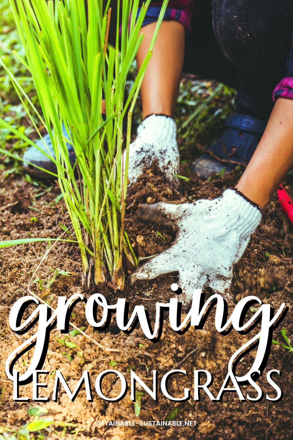 gloved hands planting lemongrass.