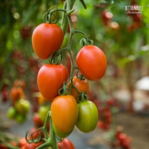 red and green roma tomatoes on a vine.