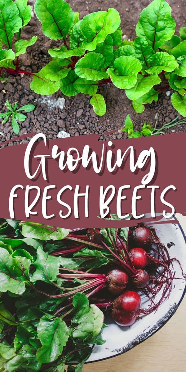 fresh beets growing in the garden and freshly harvested in a white bowl