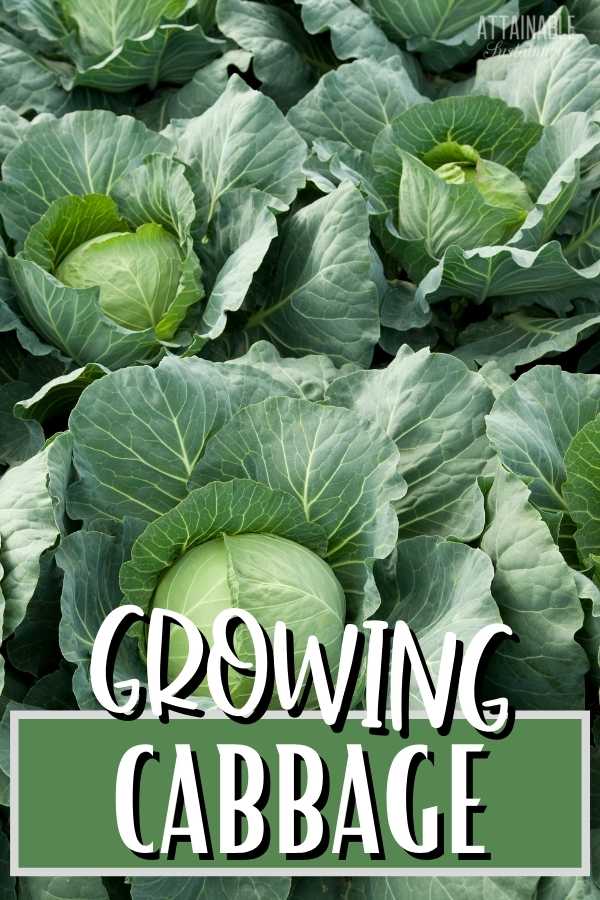 Growing Cabbage