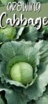 Growing Cabbage