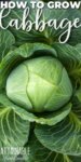 Growing Cabbage