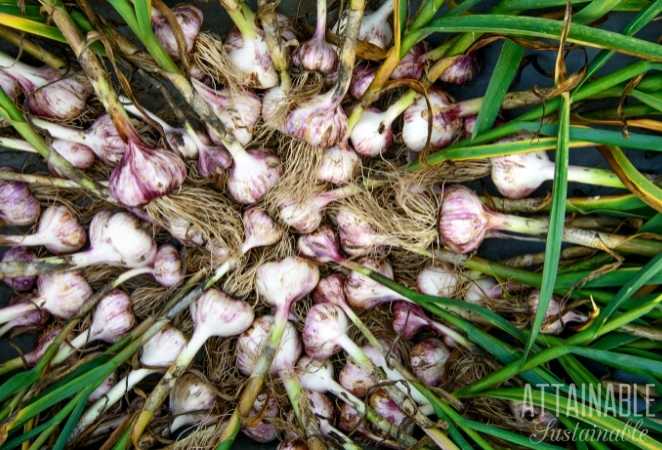 Garlic Bulbs