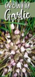 Garlic Bulbs