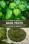 2 panel showing fresh basil at top, white dish full of pesto at bottom.
