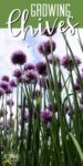 chive blossoms on a blue sky backdrop