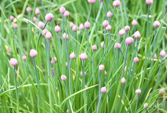 planting of chives