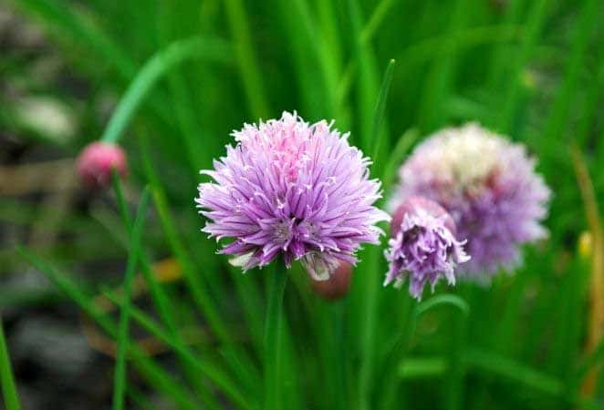 close up of light purple chive flower