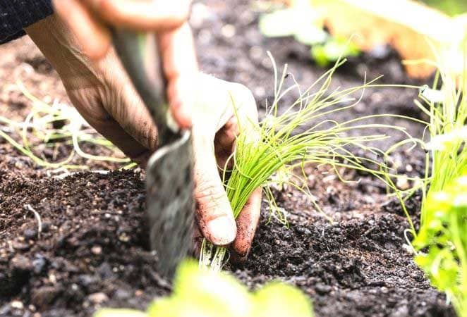 hand and a trowel transplanting a garden plant