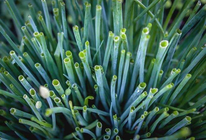 snipped stems of a chive plant