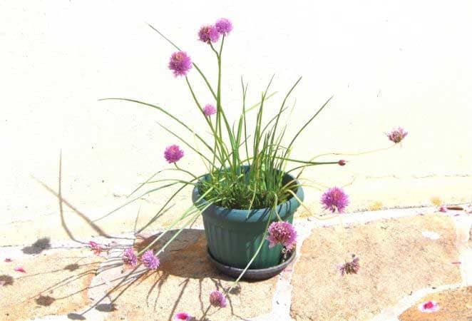 chive plant with blossoms in a blue pot