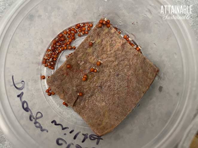 tiny white seed sprouts on brownish red seeds in a plastic container