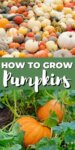 pile of a variety of pumpkins, top, pumpkins growing, bottom