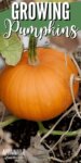 one orange pumpkin on a vine