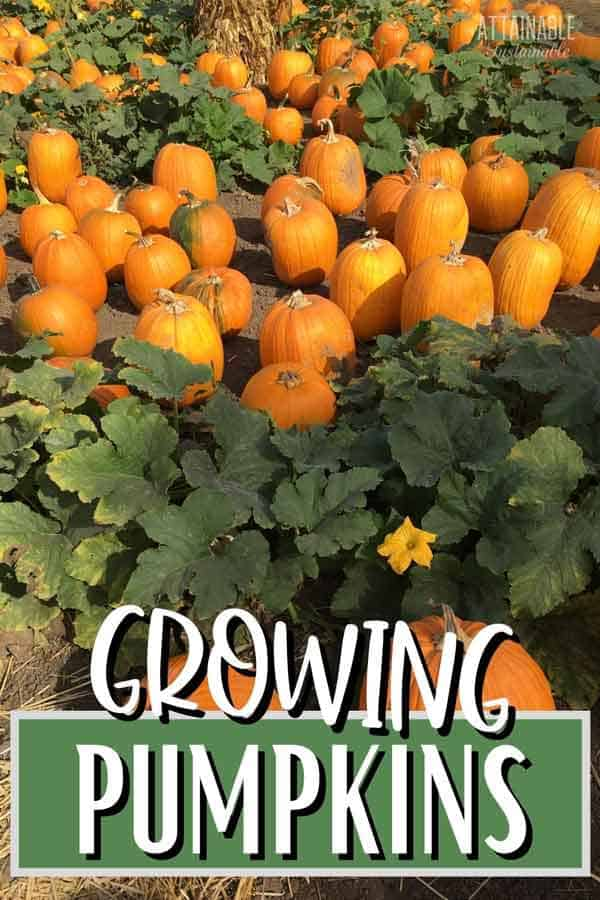 lots of orange pumpkins in a field