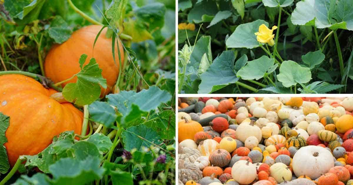 3-panel collage showing pumpkins growing