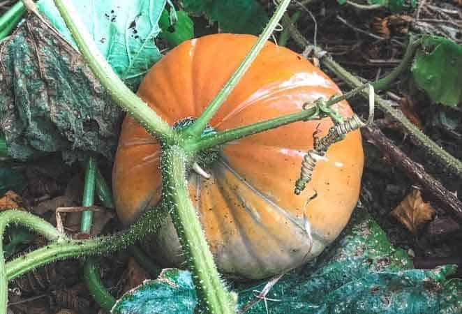 ripe pumpkin on a vine