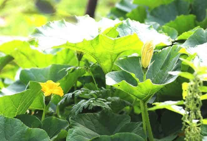 pumpkin vine with yellow flowers