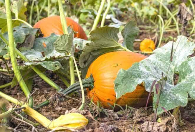 ripe pumpkin on a vine