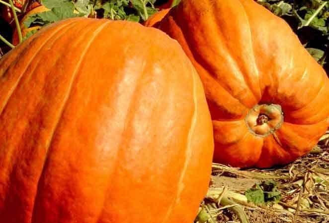 2 large orange pumpkins