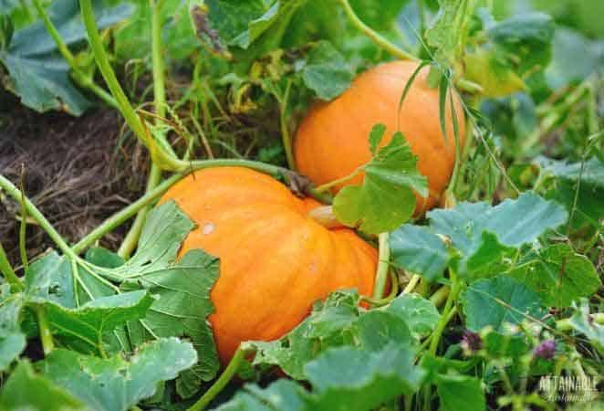 2 orange pumpkins on the vine