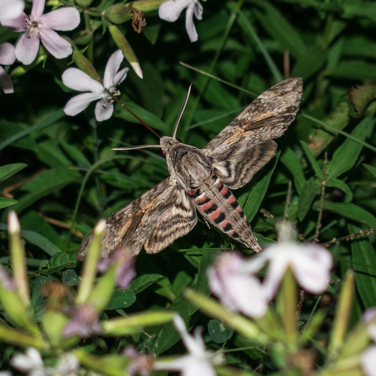 sphynx moth.