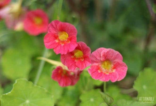 salmon colored nasturtium flowers on a plant.