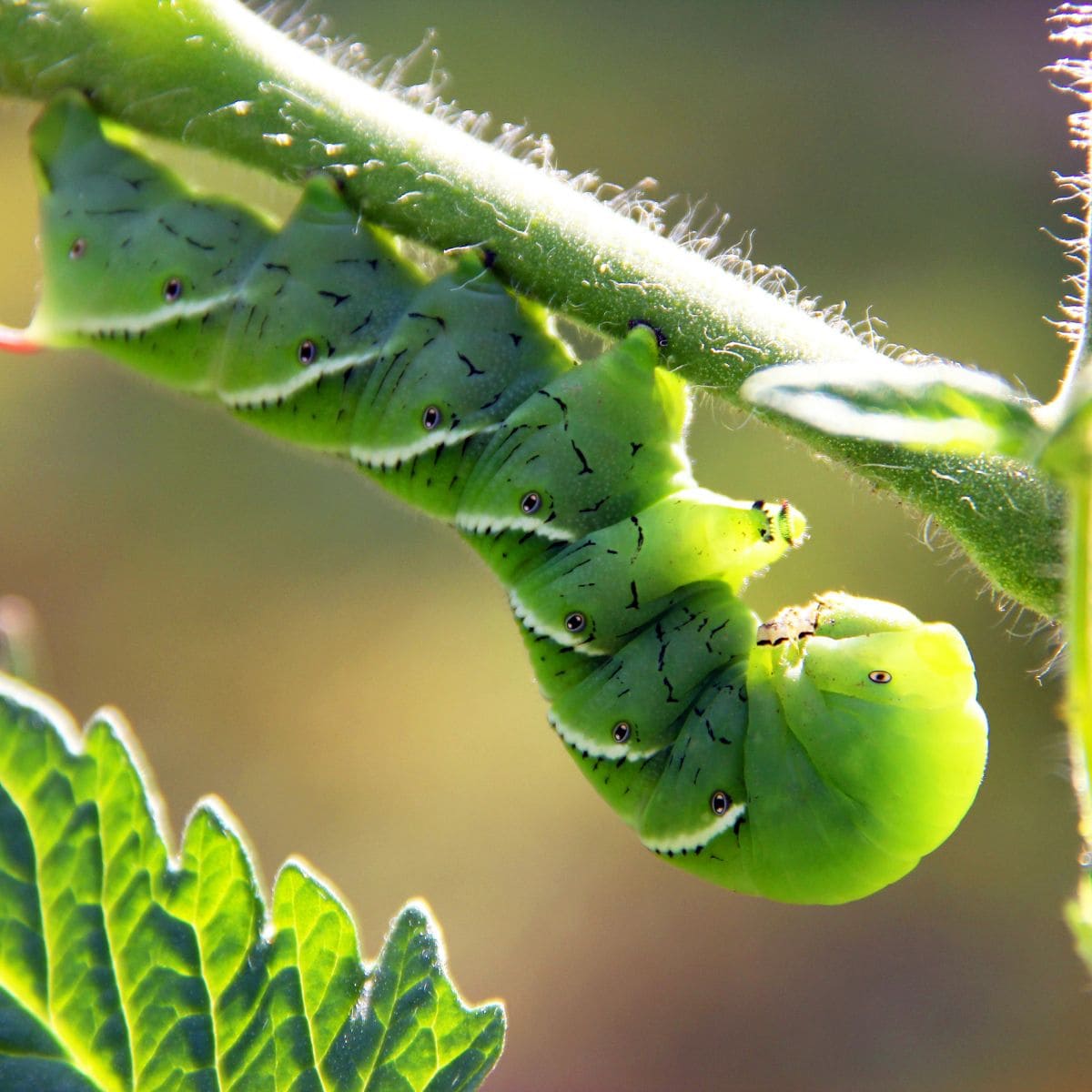 green hornworm upside down on a tomato stem.