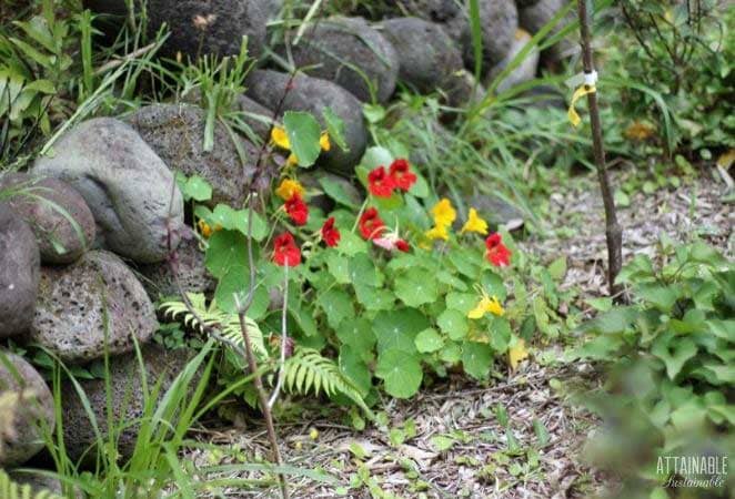 red and yellow flowers growing against a black rock wall