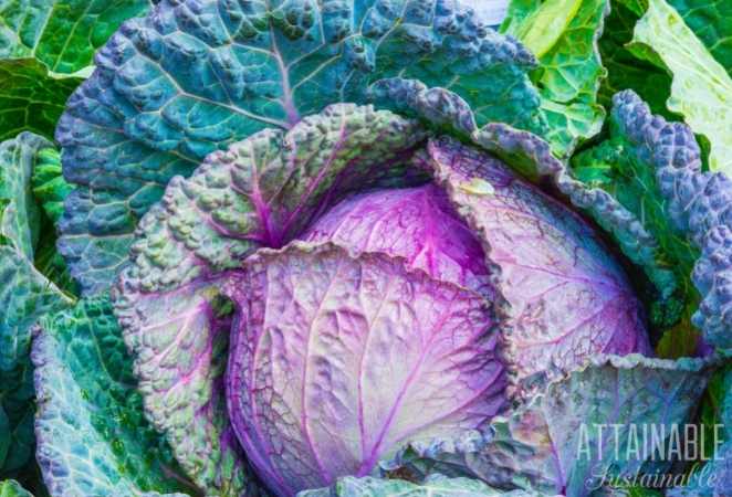 Purple Cabbage