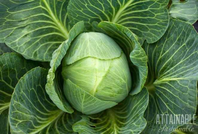 Green Cabbage