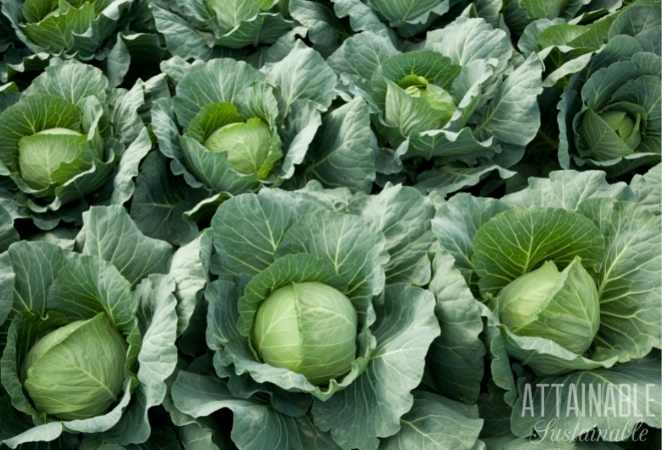 Rows of Cabbage