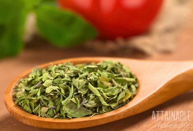 Dried Oregano leaves