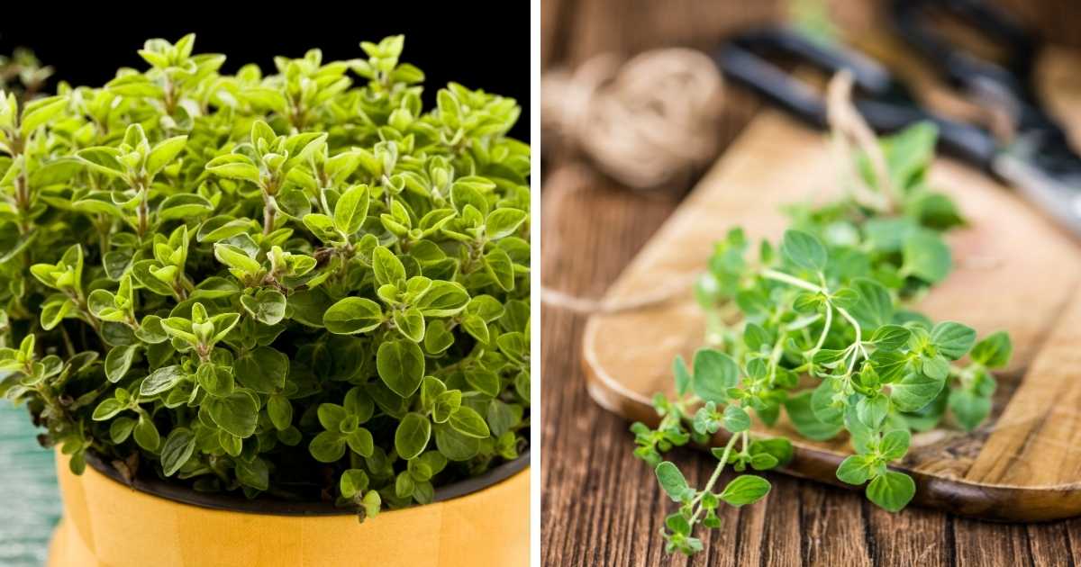Growing Oregano Plants for Flavor! Attainable Sustainable®