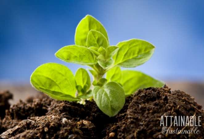 Organo plant and soil