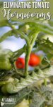 tomato hornworm on a plant with red tomatoes behind
