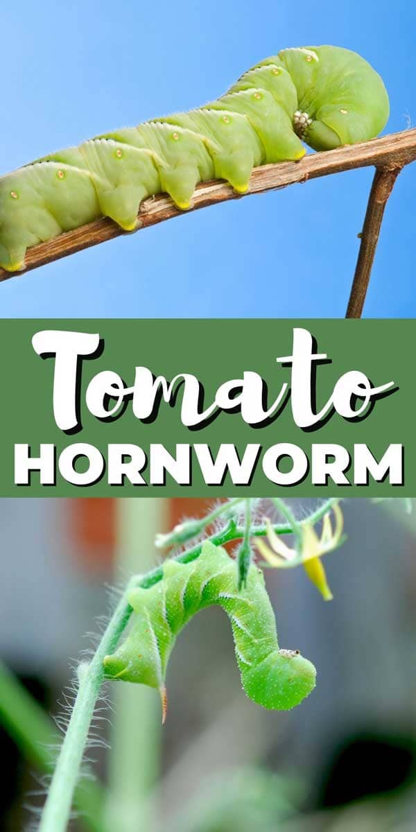 download tomato hornworm control download tomato hornworm control
