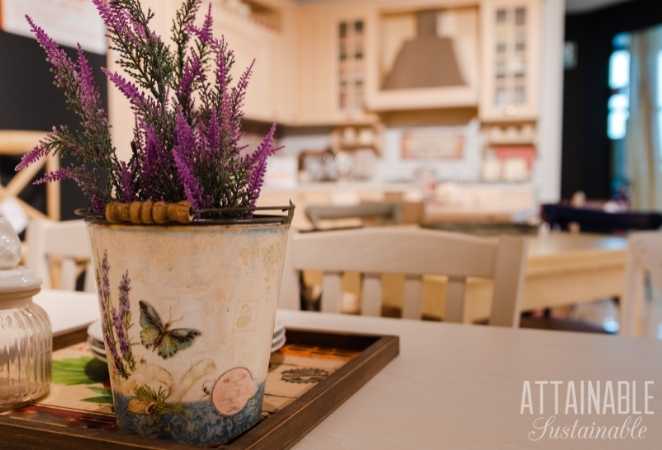 indoor lavender plant