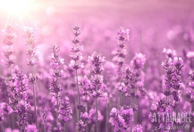 Purple Lavender Flowers